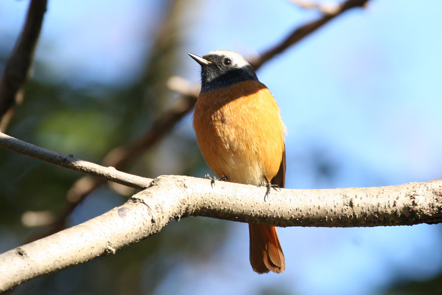 静岡県立森林公園に鳥見に行ってきました　ちょっと　疲れたけどね